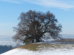 58. Platz: Manfred Walser Neu! mit Naturdenkmal Zundelbacher Linde in Schlier im Winter