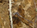 Zyxomma petiolatum in Kadavoor.jpg