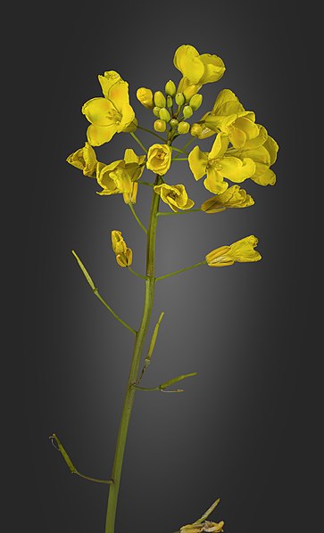 File:(MHNT) Brassica napus - Inflorescence.jpg