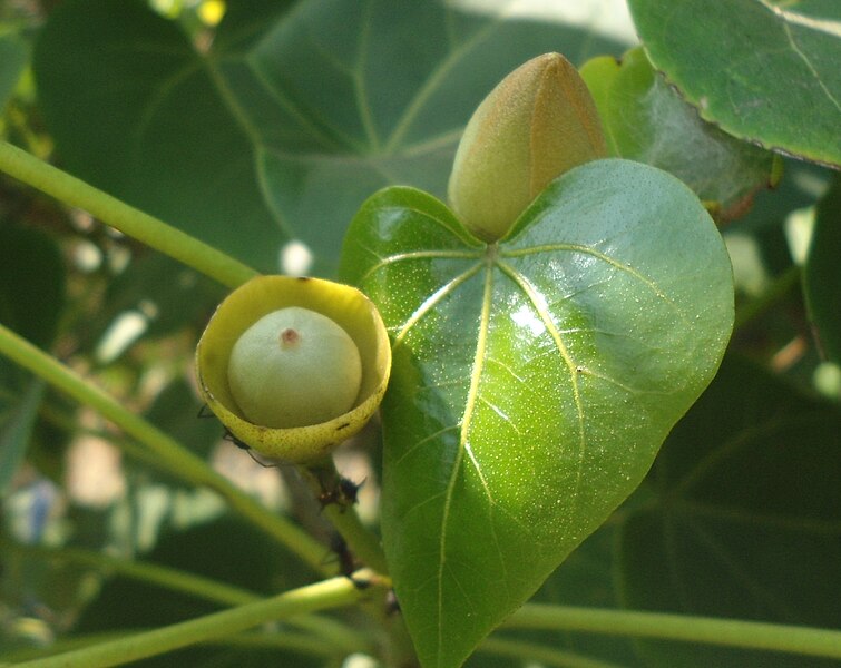 File:(Thespesia populnea) fruitbud at Tenneti park 06.JPG