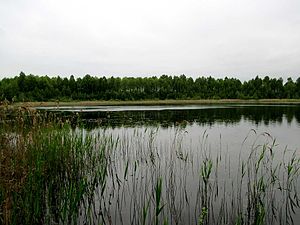 Вялічкаўскае возера.JPG