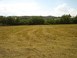 Стрниште на ожнеано житно поле во Скопско, Македонија