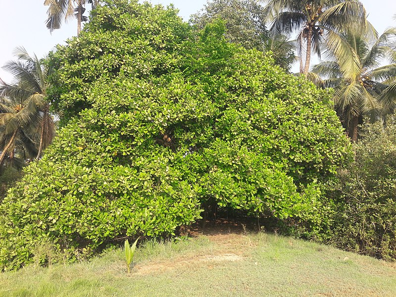 File:കശുമാവ് 03.jpg