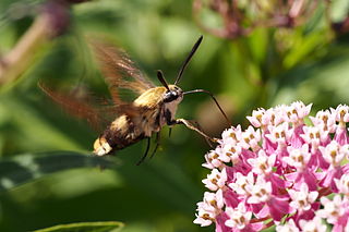 <i>Hemaris radians</i> Species of moth