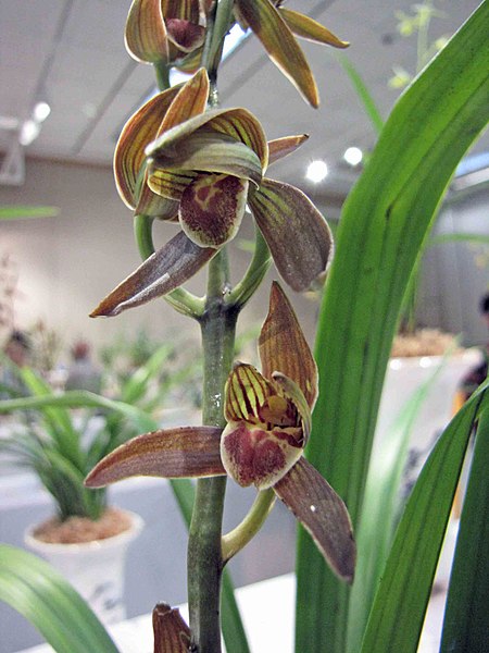 File:報歲巨荷 Cymbidium sinense 'Huge Lotus' -香港沙田國蘭展 Shatin Orchid Show, Hong Kong- (12220953635).jpg