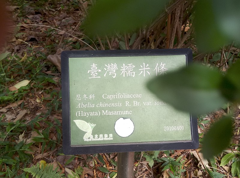 File:植物園中的植物及樹木花草(包括歷史遺跡)-34.jpg