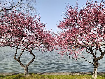玄武湖春景20200222 17.jpg