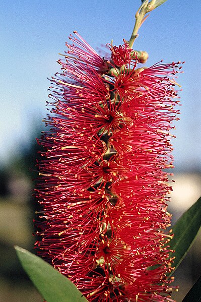 File:00 1268 Karminroter Zylinderputzer - Callistemon citrinus.jpg