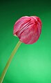 01 Small red tulip.jpg