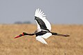 101 031 Saddle-billed stork in flight in the Serengeti National Park Photo by Giles Laurent uploaded by Giles Laurent, nominated by Giles Laurent,  27,  0,  0