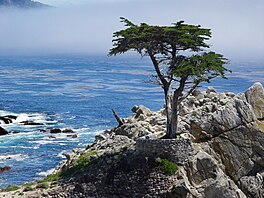 17 mile drive cypress.jpg