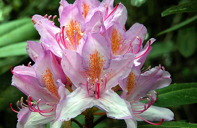 File:20050521060DR Kromlau (Gablenz-K) Rhododendronpark.jpg