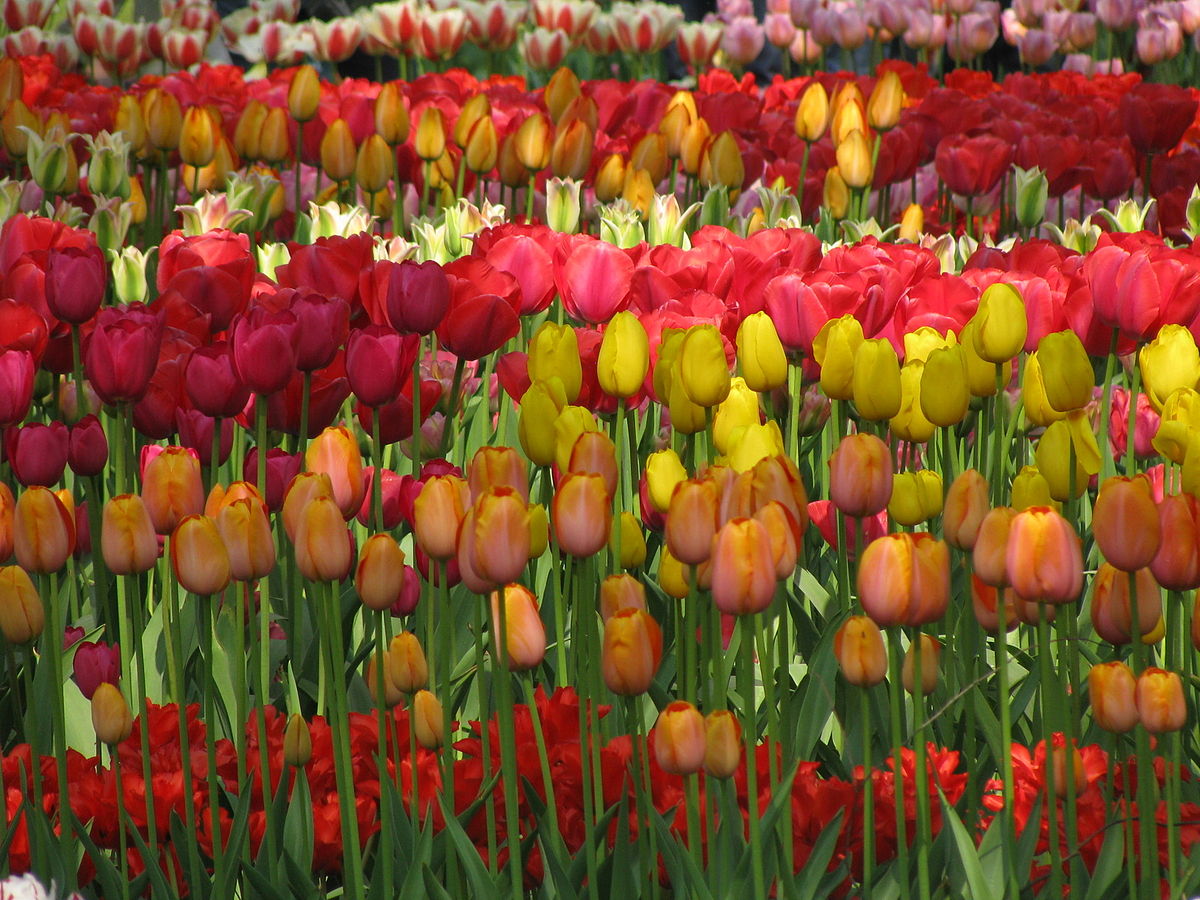 Tulip Flair – Brighter Blooms