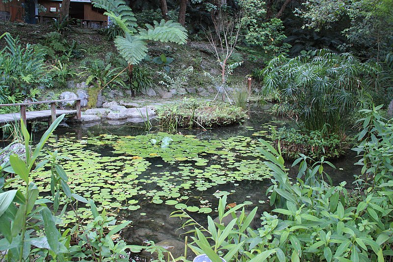 File:2010 07 17260 5839 Beinan Township, Taiwan, Jhihben National Forest Recreation Area, Walking paths, Ponds.JPG