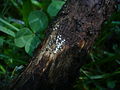 2012-06-01 Lasiosphaeria ovina (Pers.) Ces. & De Not 223448.jpg