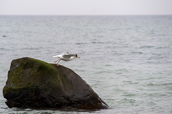 Seagull jump-starting from a rock.