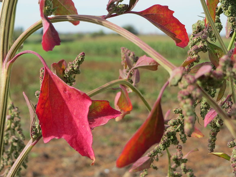 File:20140928Chenopodium album2.jpg