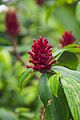 * Nomination Ginger (Zingiber officinale). Ginger Garden. Botanic Gardens. Central Region, Singapore. --Halavar 14:46, 19 February 2017 (UTC) * Decline Sorry, but in order to get the bokeh for the background, the DoF was not enough for the flower since only parts of it is sharp enough. --W.carter 13:12, 22 February 2017 (UTC)