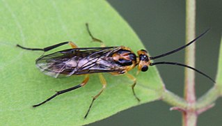 <i>Nematus tibialis</i> Species of sawfly