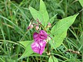 2018-08-11 Impatiens glandulifera (Policeman's Helmet) at Tirolerkogel, Annaberg