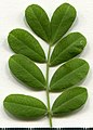 * Nomination Acacia. Leaf adaxial side. -- Knopik-som 05:37, 23 May 2021 (UTC) * Promotion It would be useful to know the species, since the photo aims on a certain part of the plant… --Nefronus 07:13, 23 May 2021 (UTC)  Done Added description --Knopik-som 07:36, 23 May 2021 (UTC)  Support Good quality. --Nefronus 08:09, 23 May 2021 (UTC) This image is not public domain. --Tournasol7 16:30, 23 May 2021 (UTC)  Support -- Not CC-by-saLmbuga 16:35, 23 May 2021 (UTC) This file has a license - CC-BY-SA-4.0. This is a free license and not a public domain. Public domain CC-0. --Knopik-som 19:36, 23 May 2021 (UTC)  Support Very good--Lmbuga 14:08, 24 May 2021 (UTC)