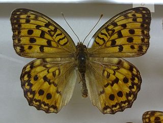 <i>Fabriciana nerippe</i> Species of butterfly