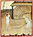 Mlácení obilí cepy (Italský rukopis, 14. stol.