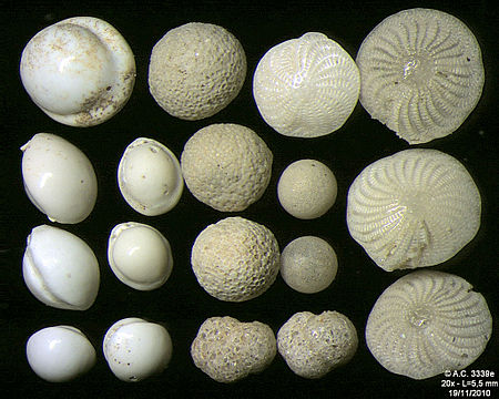 Foraminiferans' tests from the Adriatic Sea.