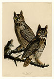 61 Great Horned Owl.jpg