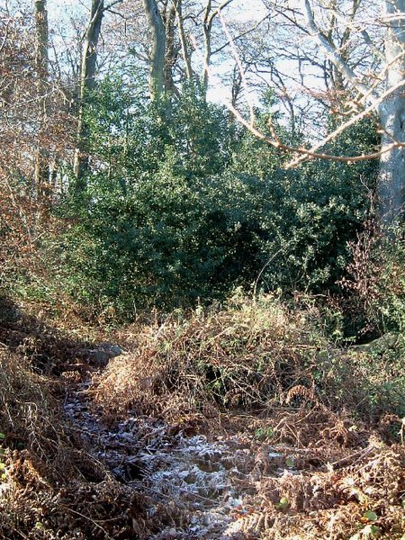 File:A Holly Bush in Bradenham Wood - geograph.org.uk - 92763.jpg