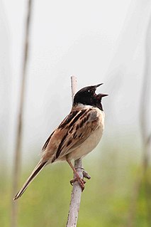 <span class="mw-page-title-main">Japanese reed bunting</span> Species of bird