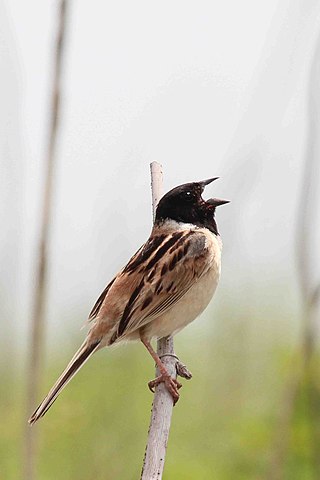 <span class="mw-page-title-main">Ochre-rumped bunting</span> Species of bird