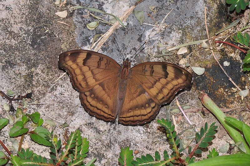 File:A Pansy (Junonia hedonia ida or Junonia iphita)? (8440777993).jpg