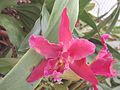 A and B Larsen orchids - Brassolaeliocattleya Chia Lin New City DSCN8013.JPG