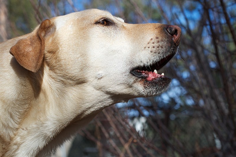 File:A dog mid-bark.jpg