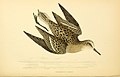 A history of British birds (6008474897).jpg