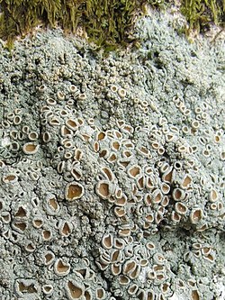 A lichen - Ochrolechia tartarea - geograph.org.uk - 995354. jpg