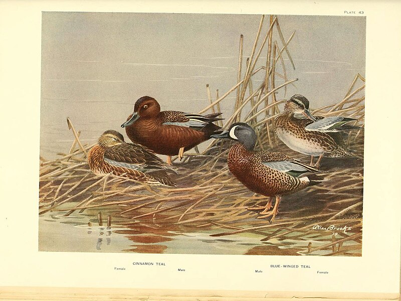 File:A natural history of the ducks (6276614828).jpg