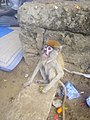 A_young_monkey_at_Wa,_the_capital_of_Upper_West_Region