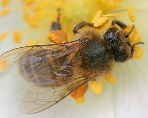 Description de l'image Abeille butinant gros plan.JPG.