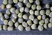 Abelmoschus esculentus (L.) Moench; seeds.JPG