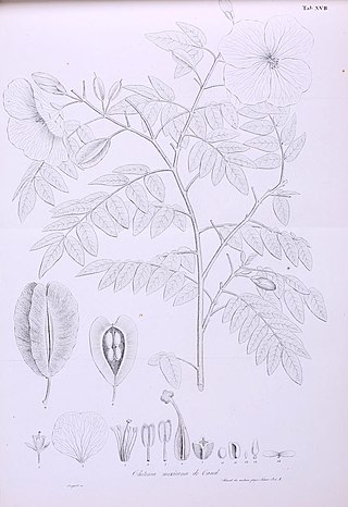 <i>Morkillia</i> Genus of flowering plant