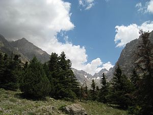 J. foetidissima, in the Taurus Mountains, Turkey Abies cilicica, Aladaglar Mountains 3.jpg