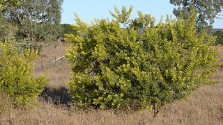 <i>Acacia rubida</i> species of plant