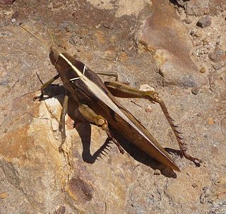 <i>Acanthacris ruficornis</i> Species of grasshopper