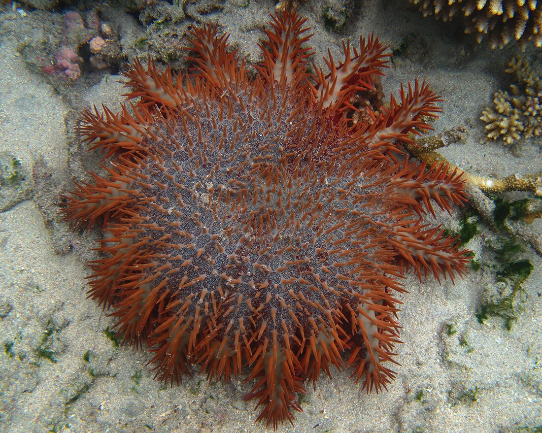 Acanthaster mauritiensis