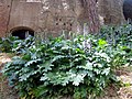 Flowering plant in the ruins of the Palatine Hill, Rome