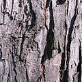 Acer saccharinum bark1.jpg