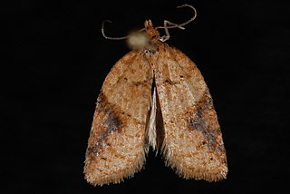 <i>Acleris britannia</i> Species of moth