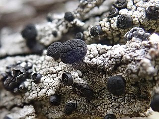 <i>Acolium</i> Genus of lichens